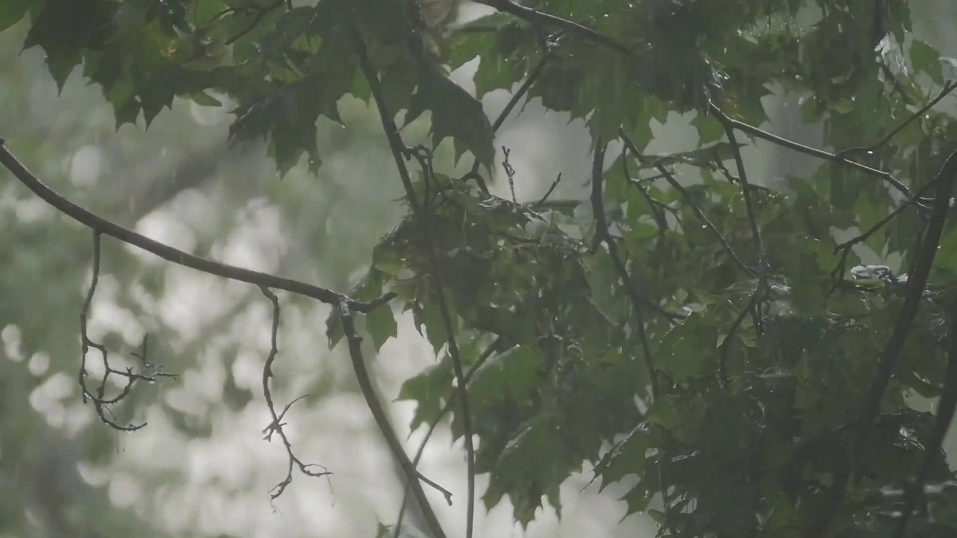 A photo of leaves and rain.