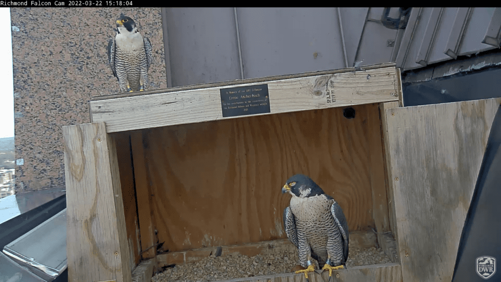 Bird watching Season is Back in the Beltway Region Comcast Beltway Bird watching Season is Back in the Beltway Region Comcast Beltway